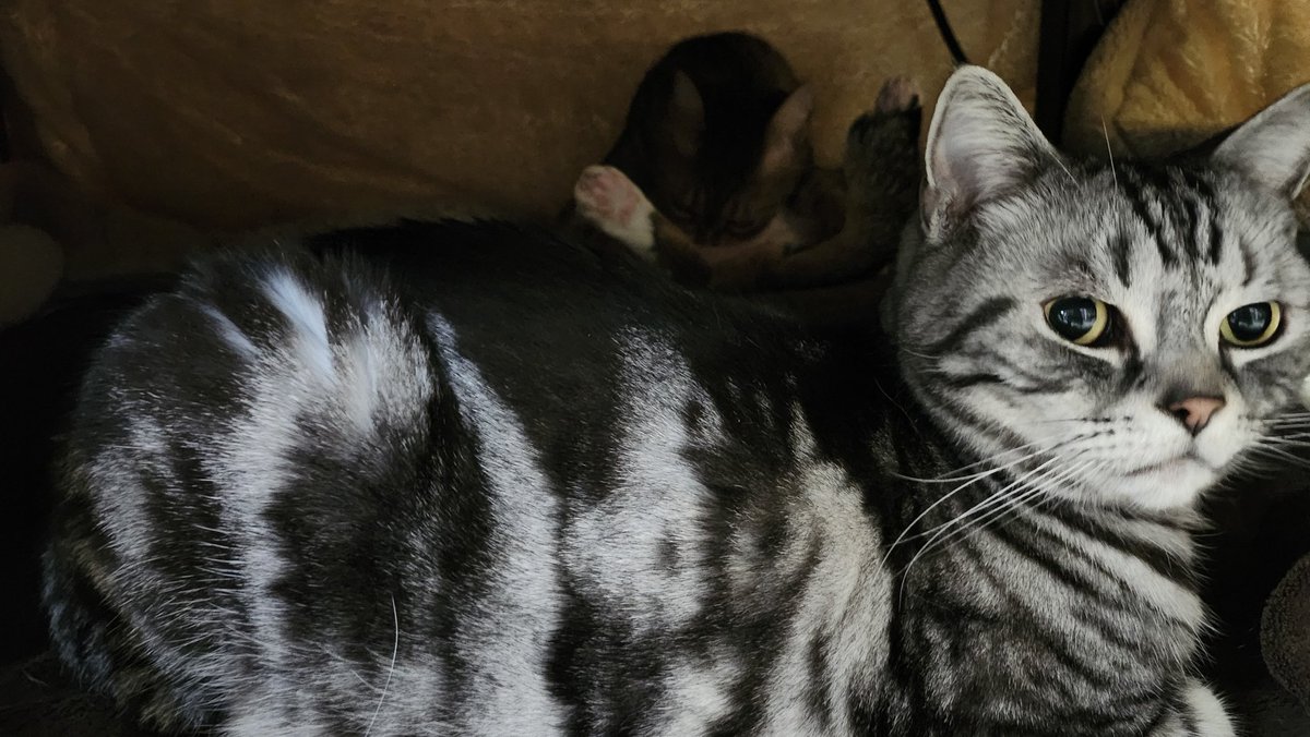 blueheart_shima's tweet image. 2日くらい春だったけど冬に逆戻り
#こたつねこ