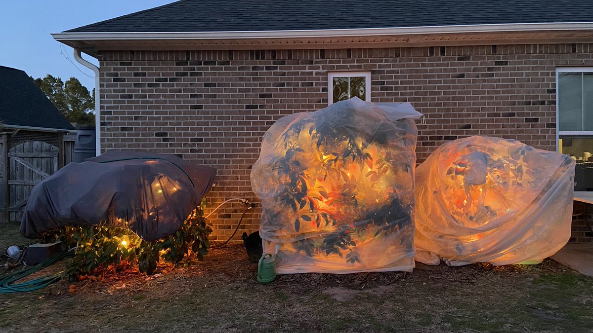 NCGardening's tweet photo. It’s the first week of #March and I still have to put the covers and Christmas lights on. Will this cold ever end? 😩
———
#badweather #cold #gardening #fruittrees #coldprotection #comeonspring https://t.co/KcDcOw9kYi