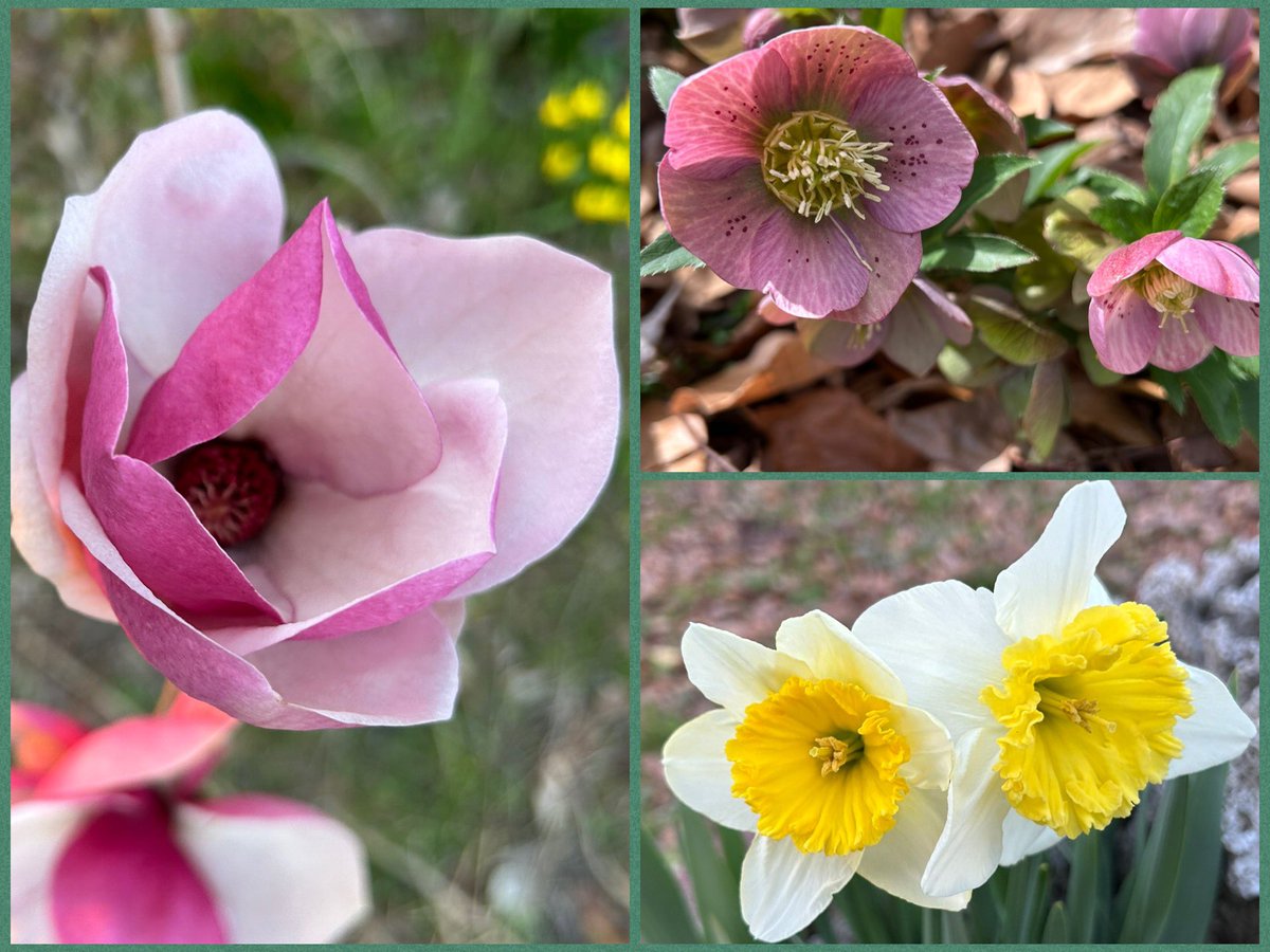 Even though it was a chilly day yesterday, there were lots of spring flowers blooming.

#Flowers #Gardening #Plants #FlowerReport #GardeningFeed #Spring