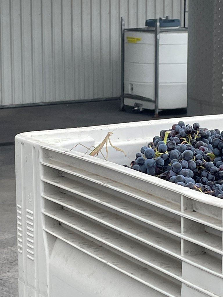 Wildlife of Vintage 2025: Exhibit Praying Mantis

We're pretty keen on preserving the wildlife. 

We document the fauna we observe at cellar door, part of working towards Sustainable Winegrowing Australia  certification. 

What wildlife have you seen in the winery this vintage?