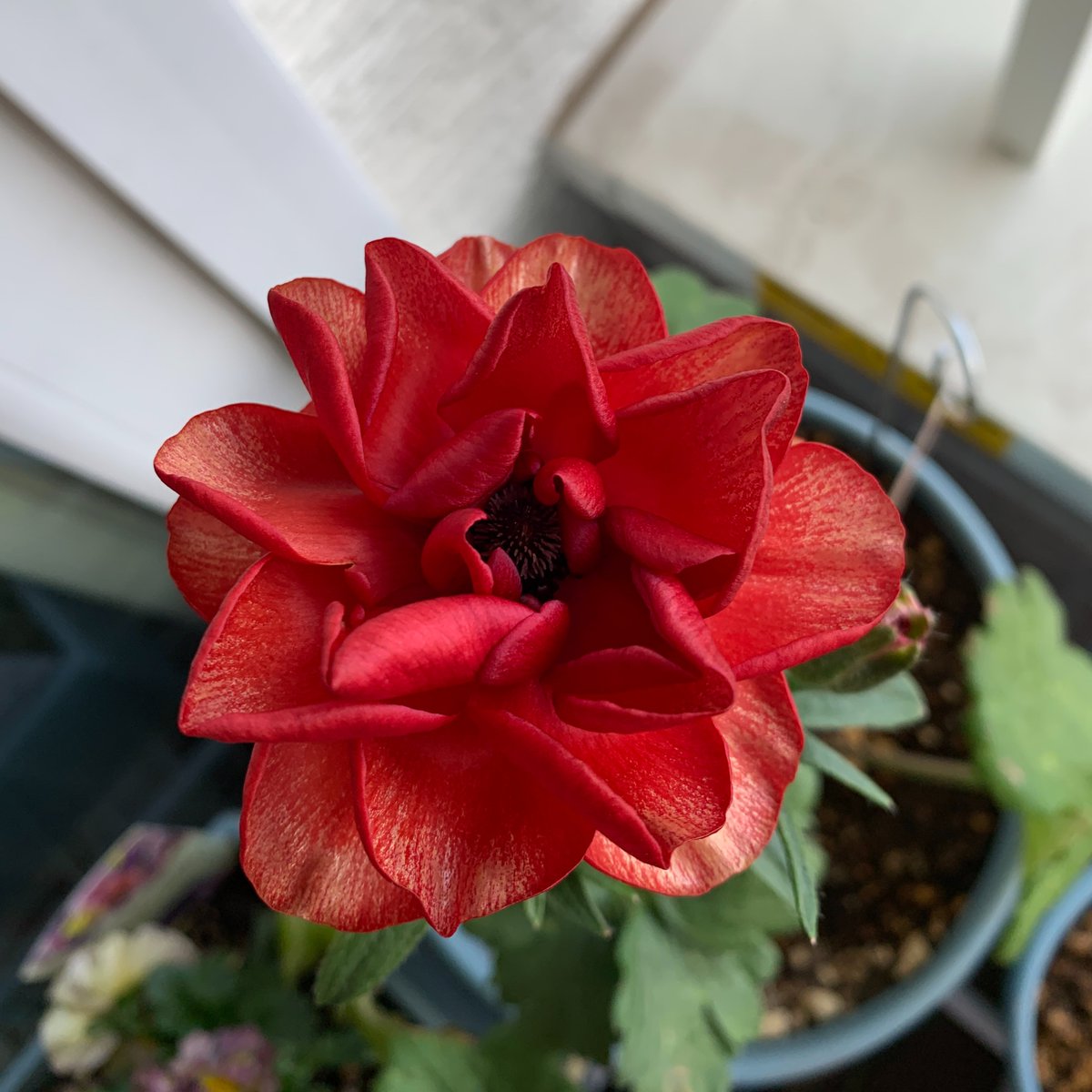 pom_is_'s tweet photo. インスタ王国では出来立てアカウントに対し、お花の写真はると昨日の深夜から今現在までの間にフォロワーが26人も増えて、いいねが100件を超えてくる…という恐ろしい現象が起こる。
(嬉しい気持ちはもちろんあるけど対応しきれなくてすごい困惑してる…w) https://t.co/Y8H7Z7xxsz