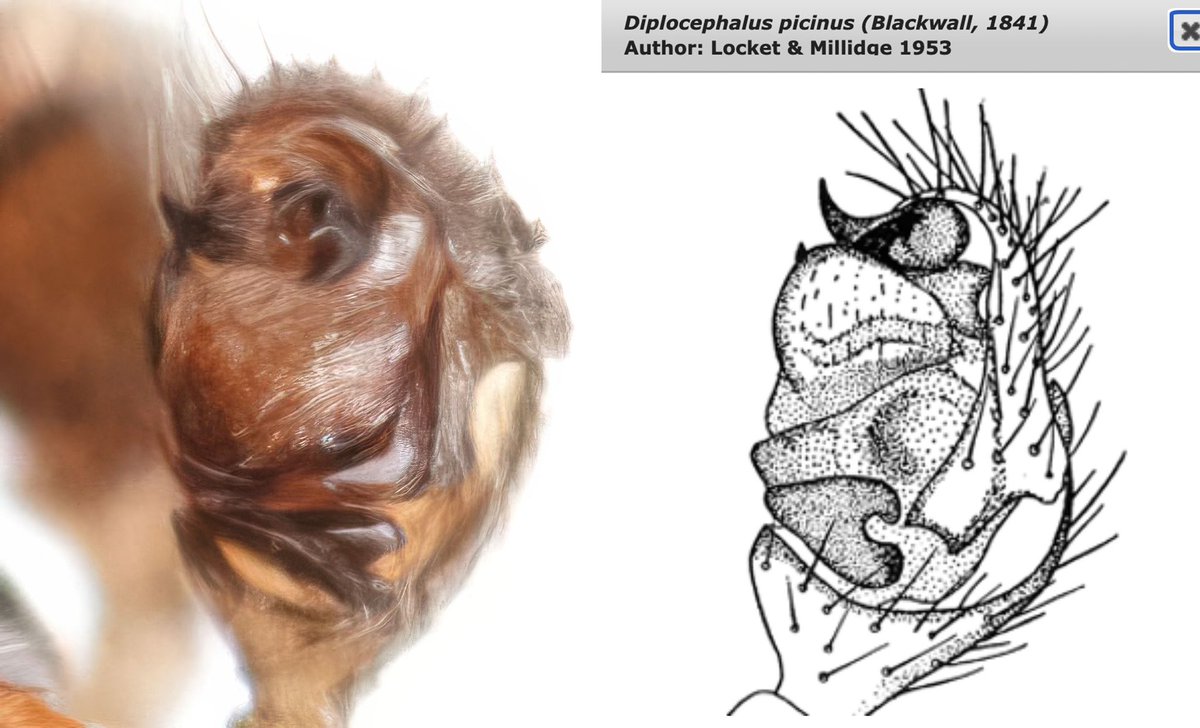 monday_spider tweet media