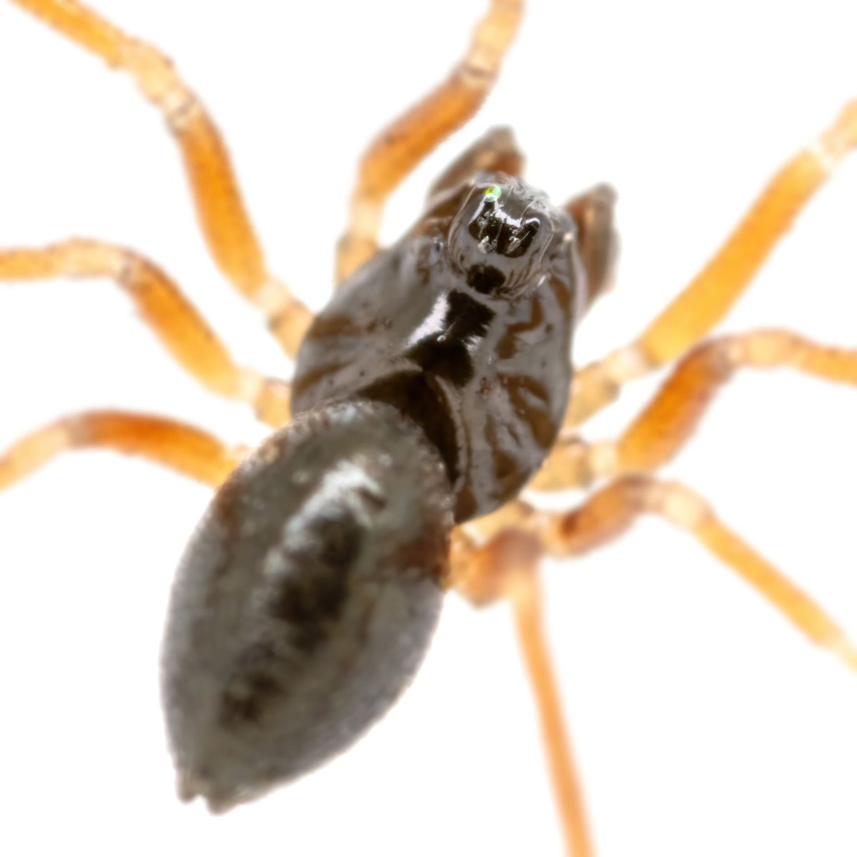 monday_spider tweet media