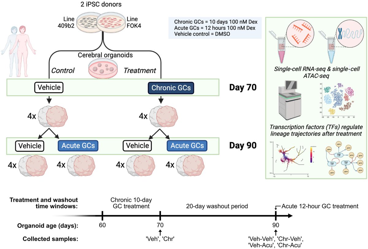 Science Magazine (@sciencemagazine) on Twitter photo By investigating the effect of glucocorticoid exposure on brain development in human neural organoids, researchers find that chronic exposure was associated with lasting cell type–specific changes that included autism risk genes. scim.ag/4bsJGBr <a href="/ScienceAdvances/">Science Advances</a> By investigating the effect of glucocorticoid exposure on brain development in human neural organoids, researchers find that chronic exposure was associated with lasting cell type–specific changes that included autism risk genes. scim.ag/4bsJGBr <a href="/ScienceAdvances/">Science Advances</a>