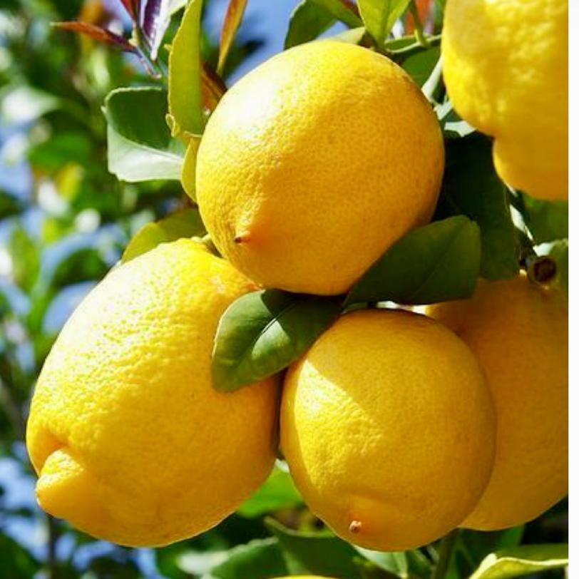 FRUITES DEL MES DE MARÇ: Aranja, llimona, mandarina, taronja.