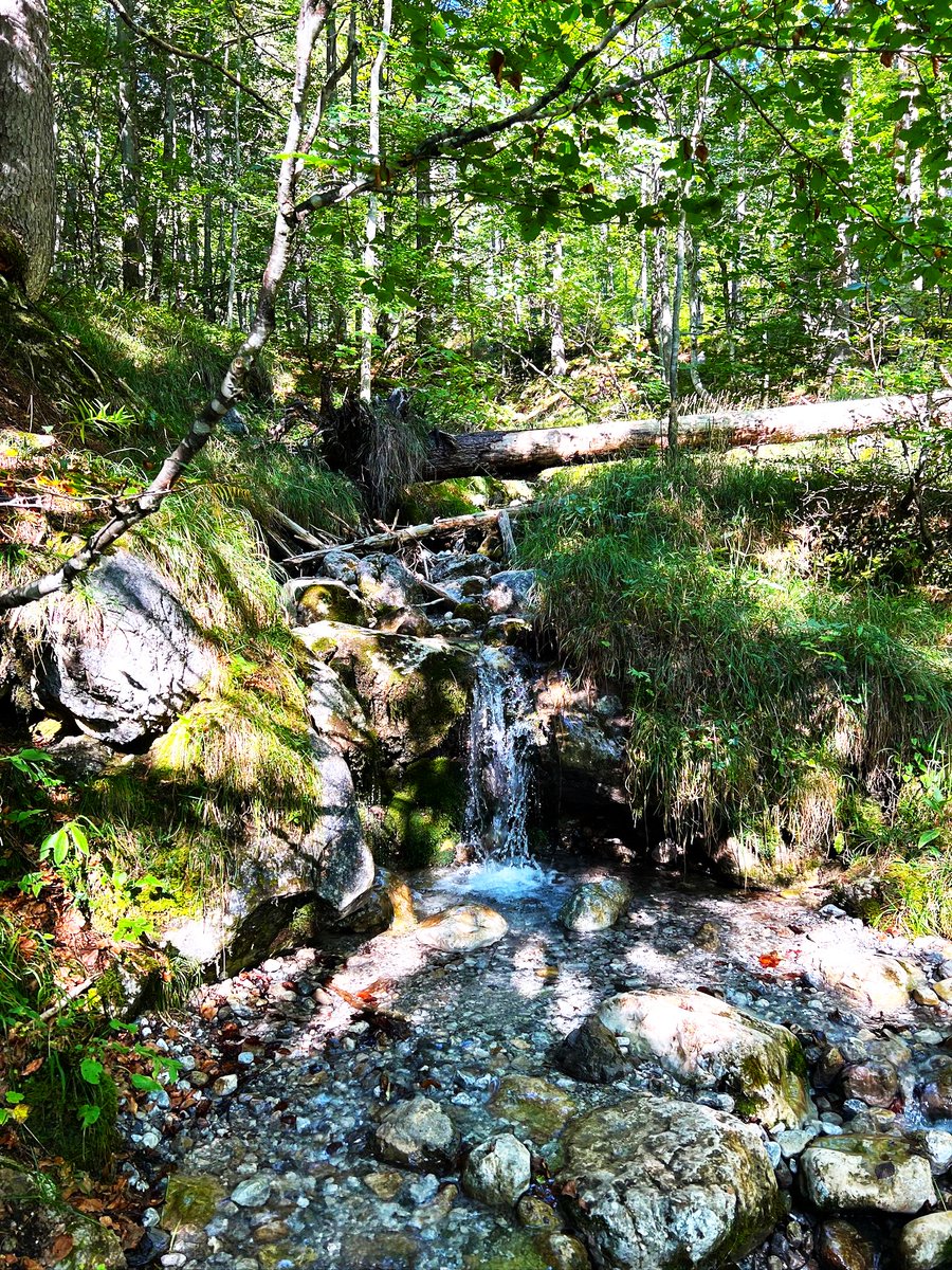 Reflect

The special importance of the forest for clean drinking water. Due to the purifying effect of the forest, two thirds of the drinking water can be used completely naturally and without treatment directly from the wells or springs.💚🌱🌿☘️🌳🌲🍀💚