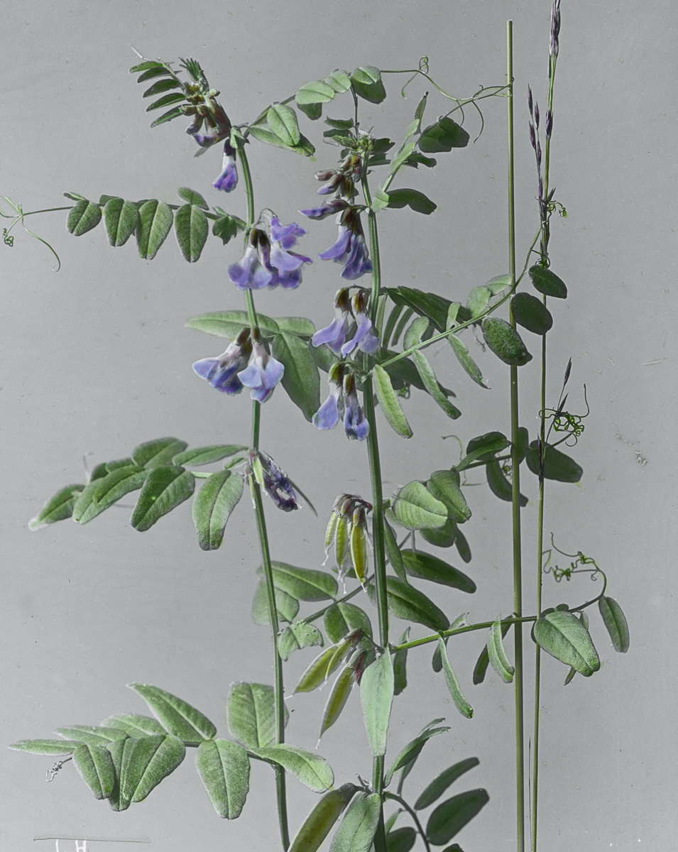 Neu online! Ungewöhnlich scharfe und naturgetreue handkolorierte Glasdiapositive von Gräsern, Pflanzen und Landschaften von #JosefHanel
Heute im crowdsourcing.ethz.ch/2025/03/03/ein…