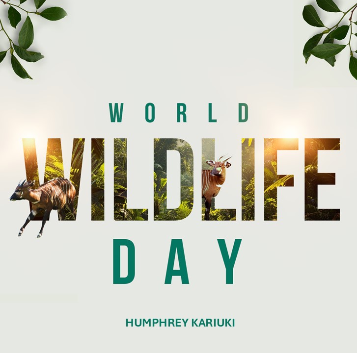 Humphrey Kariuki Ndegwa (@humphreyndegwa) on Twitter photo On #WorldWildlifeDay, we celebrate efforts to protect the critically endangered Mountain Bongo. With fewer than 100 left, conservation initiatives like the <a href="/MKWC_KE/">Mount Kenya Wildlife Conservancy (MKWC)</a> are vital for their survival and ecosystem health. #MountainBongo #ConservationAction #WildlifeProtection On #WorldWildlifeDay, we celebrate efforts to protect the critically endangered Mountain Bongo. With fewer than 100 left, conservation initiatives like the <a href="/MKWC_KE/">Mount Kenya Wildlife Conservancy (MKWC)</a> are vital for their survival and ecosystem health. #MountainBongo #ConservationAction #WildlifeProtection