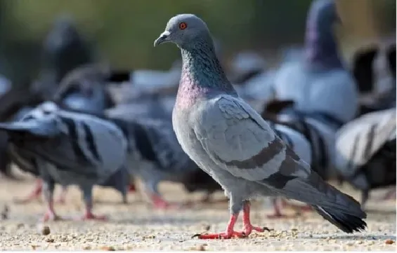 knockoutpestca's tweet image. A Guide to Bird Control Strategies by Pigeon Trappers in Burnaby! Visit &amp;gt; tinyurl.com/26532vfd

#pigeoncontrol #pigeoncontrolservices #pigeon #control #burnaby #trapping #birdtrapping #pigeontrappers #burnabywildlifecontrol #pestcontrolburnaby #birdremoval