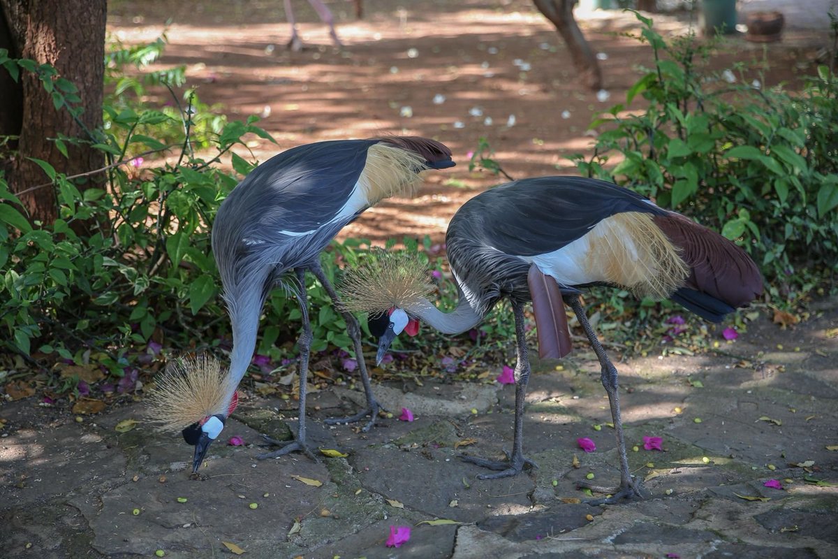 Did you know that Baringo hosts 16 conservancies which are rich in biodiversity &amp; act as important habitat for diverse wildlife which includes iconic species such as the Greater Crown Cranes &amp; endangered Rothschilds giraffe?
 #WorldWildlifeDay2025 #ForWildlifeAndPeople
