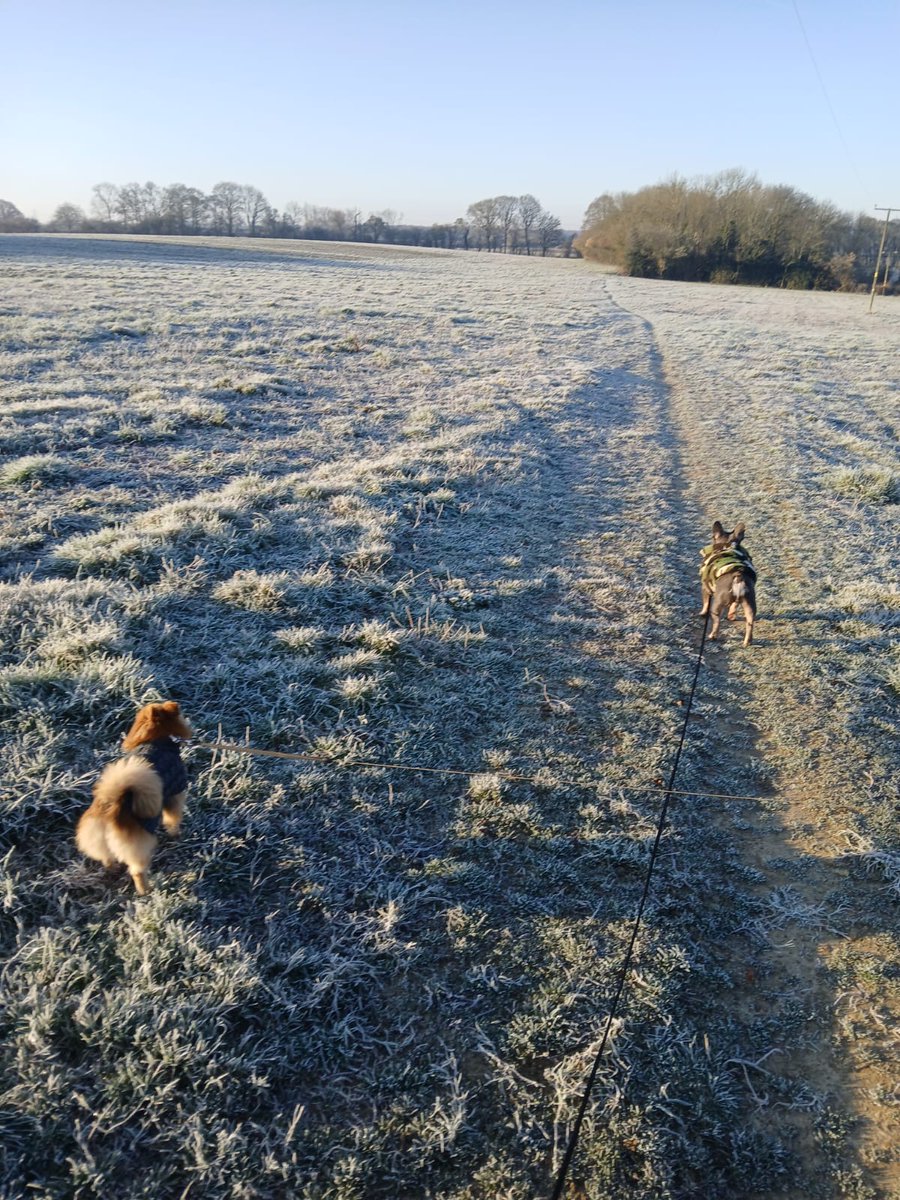 AdamDelve21's tweet photo. Morning dog walk 
Fresh outside but going to be a great day
#dogs #pomeranian #Frenchie https://t.co/cCeHtCPW05