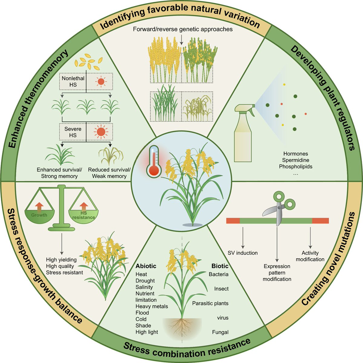Abiotic stress in plants (Green Survivors) (@abioticstress) on Twitter photo Review by Xiong et al. <a href="/aBIOTECH5/">aBIOTECH</a> <a href="/SpringerPlants/">Springer Plants</a> <a href="/SpringerNature/">Springer Nature</a>
Emerging #strategies to improve #heat stress tolerance in #crops
link.springer.com/article/10.100…
#PlantSci <a href="/sci_plant/">Plant Science</a> <a href="/CropGlobal/">Global Sustainable Agriculture & Environment</a> <a href="/AgriExperts/">AgriExperts</a> <a href="/plantstress1/">Plantstress.com</a> <a href="/plantstressadap/">José Victor</a> <a href="/InctPlantStress/">INCT PlantStress Biotech</a> <a href="/GEd_Plants/">Plant Genome Editing</a> <a href="/NAP_Africa/">Nawiri Agricultural Programme</a> Review by Xiong et al. <a href="/aBIOTECH5/">aBIOTECH</a> <a href="/SpringerPlants/">Springer Plants</a> <a href="/SpringerNature/">Springer Nature</a>
Emerging #strategies to improve #heat stress tolerance in #crops
link.springer.com/article/10.100…
#PlantSci <a href="/sci_plant/">Plant Science</a> <a href="/CropGlobal/">Global Sustainable Agriculture & Environment</a> <a href="/AgriExperts/">AgriExperts</a> <a href="/plantstress1/">Plantstress.com</a> <a href="/plantstressadap/">José Victor</a> <a href="/InctPlantStress/">INCT PlantStress Biotech</a> <a href="/GEd_Plants/">Plant Genome Editing</a> <a href="/NAP_Africa/">Nawiri Agricultural Programme</a>