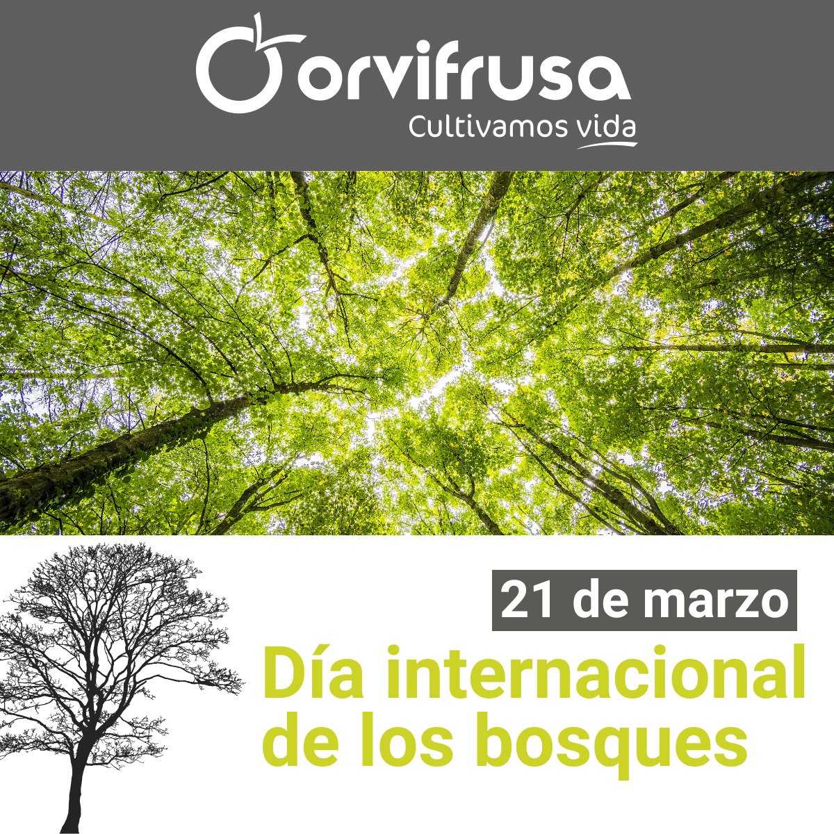 🌳🌍 ¡Feliz Día Internacional de los Bosques! 🌿 En Orvifrusa, celebramos la belleza y la importancia de nuestros árboles y ecosistemas. Aprovechemos para reflexionar sobre cómo nuestros productos contribuyen a un mundo más verde y sostenible.

#DíaInternacionalDeLosBosques