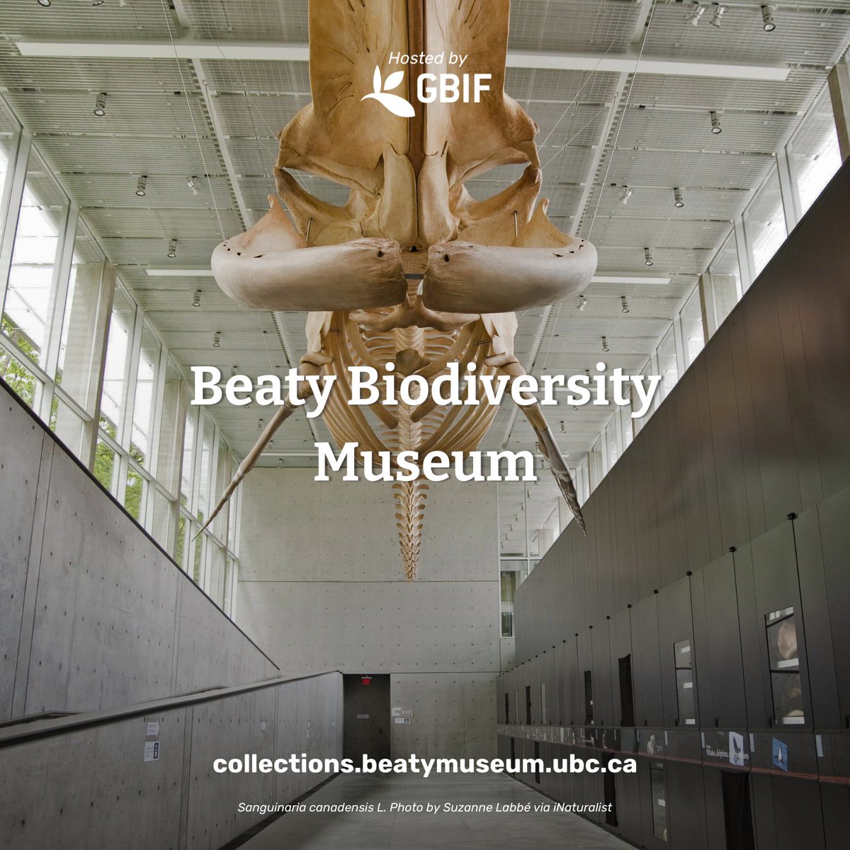 Cant beat a #HostedPortal like the @BeatyMuseum!

This hosted portal represents 11 GBIF datasets with records mainly collected from the Pacific Northwest but the museum also has records collected from around the world. 🌎

Check it out!🔗 collections.beatymuseum.ubc.ca