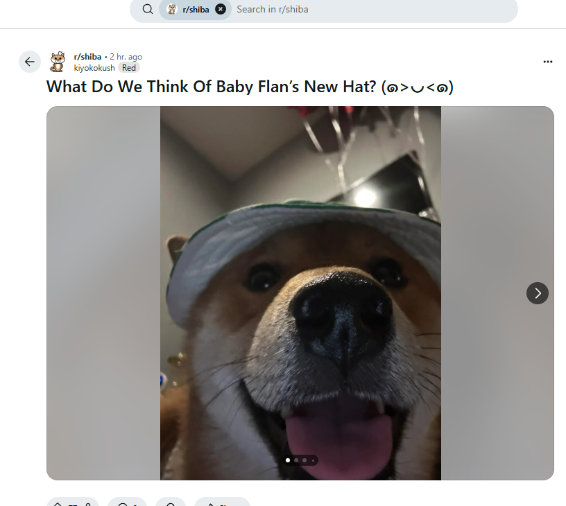 Have a good feeling about $Flan 20k

maybe the dog runner we needed

GkhiLRdt23cbTa16v1ThZhkddiug7TvHBh26f9cTpump