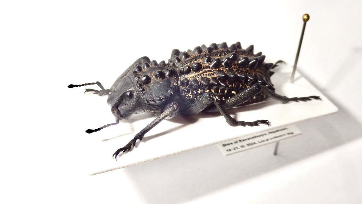 つなし トゲナベブタムシ 4匹 標本 つなし トゲナベブタムシ 4匹