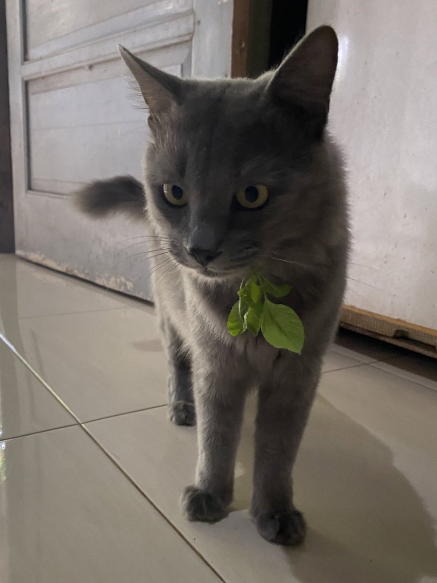 pika pika tweet media