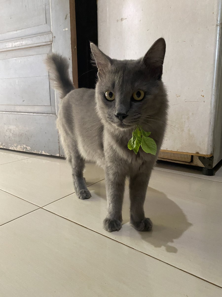 pika pika tweet media