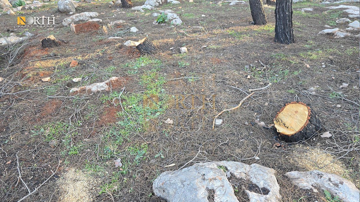 #بەوێنە
میلیشیای "حەمزات"ی سەر بە تورکیا لە دارستانی سۆغانکا لە ناوچەی شیراوەی گوندەواری عەفرین دەیان داری دارستان دەبڕێت
#عەفرین - سوار حەمۆ - #نۆرس_پرێس