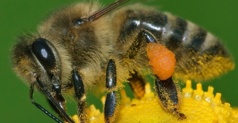 Sinds 1 januari 2024 is een vergunning nodig om honingbijen naar Texel te vervoeren en om deze op Texel te houden (in bijv. een bijenkast). Een vergunning kan digitaal worden aangevraagd via texel.nl/vergunninghoni….