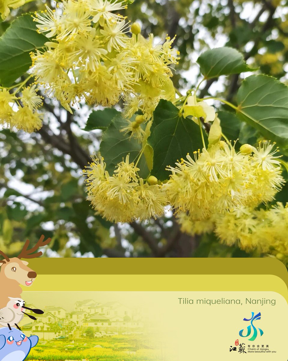 Happy World Wildlife Day! Let’s vibe with Tilia miqueliana—Jiangsu’s secret summer superstar🥰 Big shady leaves + delicate yellow blossoms + intoxicating fragrance = perfect for streets, parks and your selfies!

(Video credit: @花朵树 from Xiaohongshu) https://t.co/y52az9gX4A