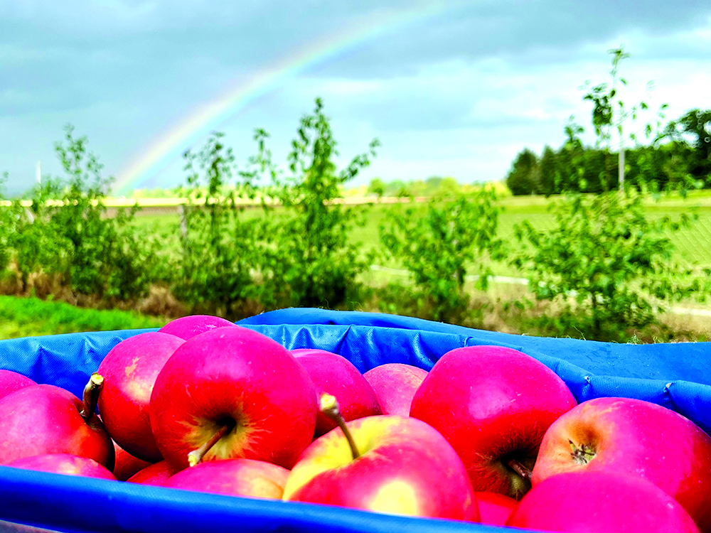 Shaping Ireland’s apple future. A research initiative at Teagasc Oak Park aims to boost apple production in Ireland by exploring innovative training systems and rootstocks. Read the full article in the latest issue of #TResearch here bit.ly/4imCTvf