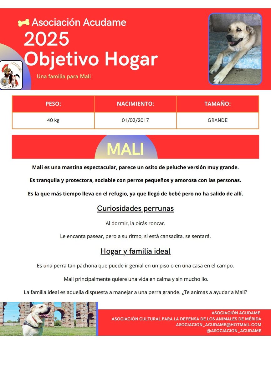 Para empezar esta semana os traemos a Mali, una perra que ha visto como todos sus amigos y compis encontraban una familia. Que no te asuste su tamaño, es un osito amoroso que le encantan los mimos y es muy tranquila
¿Nos ayudas a encontrar su familia ideal?