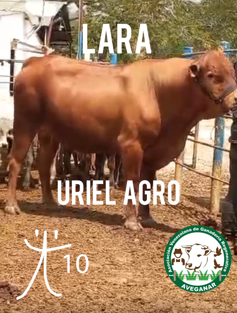 El término biotipo animal se refiere al conjunto de características morfológicas, fisiológicas y genéticas que definen la apariencia, estructura y funcionamiento de un animal, tanto a nivel individual como de grupo. 
<a href="/bricebauza/">Brice</a> 
<a href="/EdgarQsardi/">Edgar Quintero</a> 
<a href="/Basiliolabrado1/">Basilio Labrador</a>