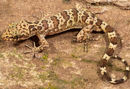 A review of the genus Cyrtodactylus Gray 1827 (#Squamata: Gekkonidae) of #Nepal with descriptions of three #newspecies 
mapress.com/zt/article/vie… 
#Taxonomy