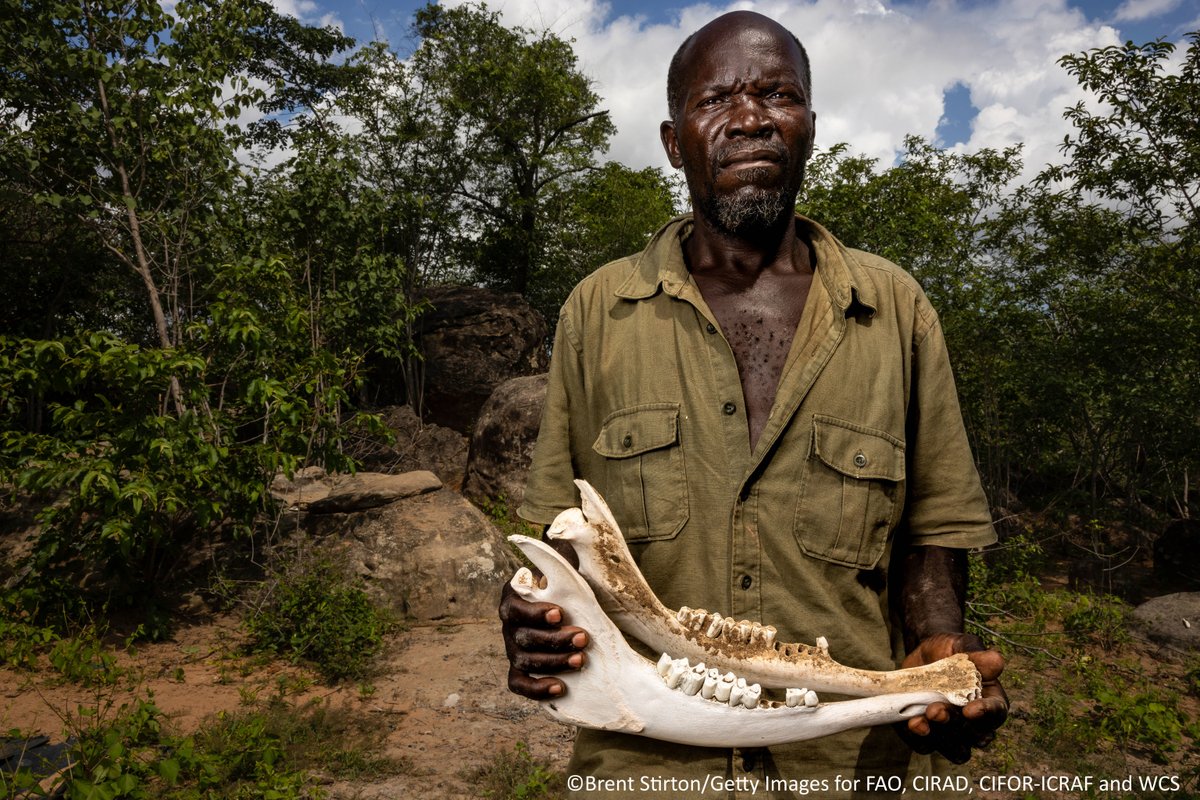 Dive into this 3D photo exhibition to learn how the #SWMProgramme in Zimbabwe is:

🐾 Promoting community conservancies
🦓 Improving the sustainable management of wildlife
👩‍🌾❌🐘Reducing human–wildlife conflict

🔗 shorturl.at/GCZdS 

#WorldWildlifeDay #WWD2025