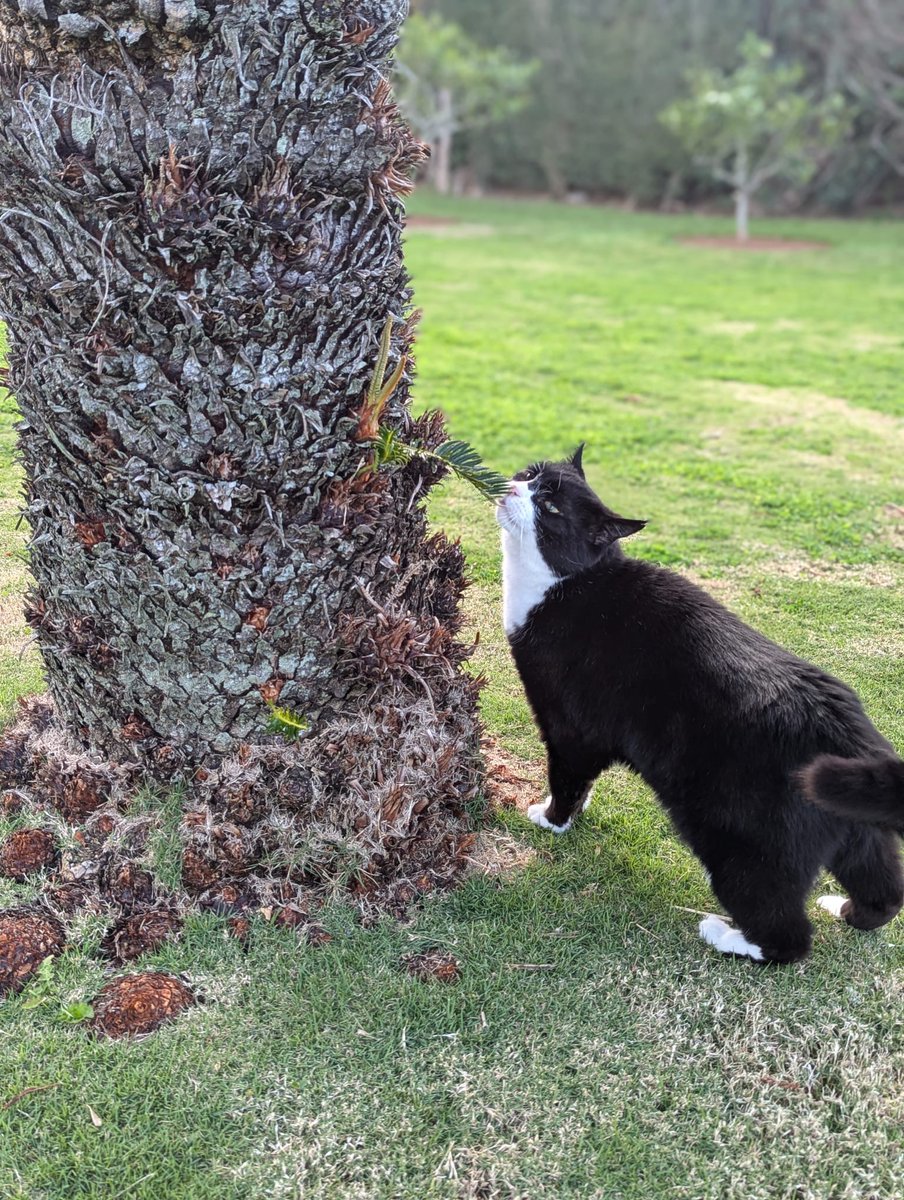 DiploMog's tweet image. “Discovering Bermuda’s nature. Rare ground nesting Bermuda Petrels or Cahows and migrating Humpback whales. To all my wildlife friends - happy World Wildlife Day!”