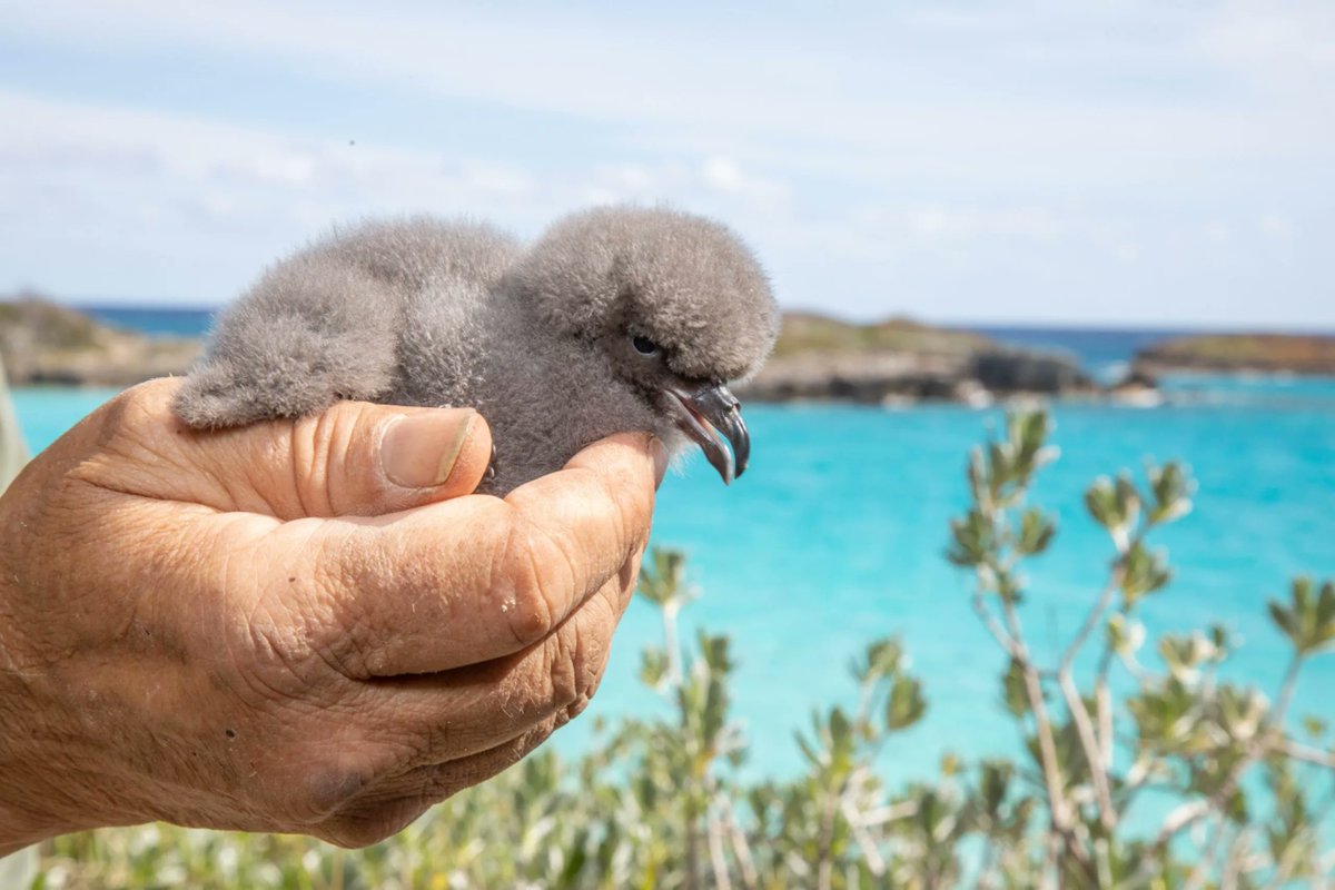 DiploMog's tweet image. “Discovering Bermuda’s nature. Rare ground nesting Bermuda Petrels or Cahows and migrating Humpback whales. To all my wildlife friends - happy World Wildlife Day!”