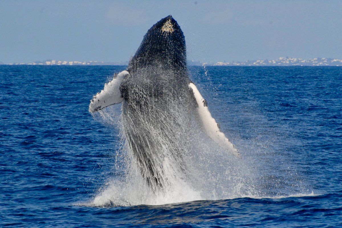 DiploMog's tweet image. “Discovering Bermuda’s nature. Rare ground nesting Bermuda Petrels or Cahows and migrating Humpback whales. To all my wildlife friends - happy World Wildlife Day!”