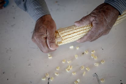 Consorcio Agroecológico Peruano CAP tweet media