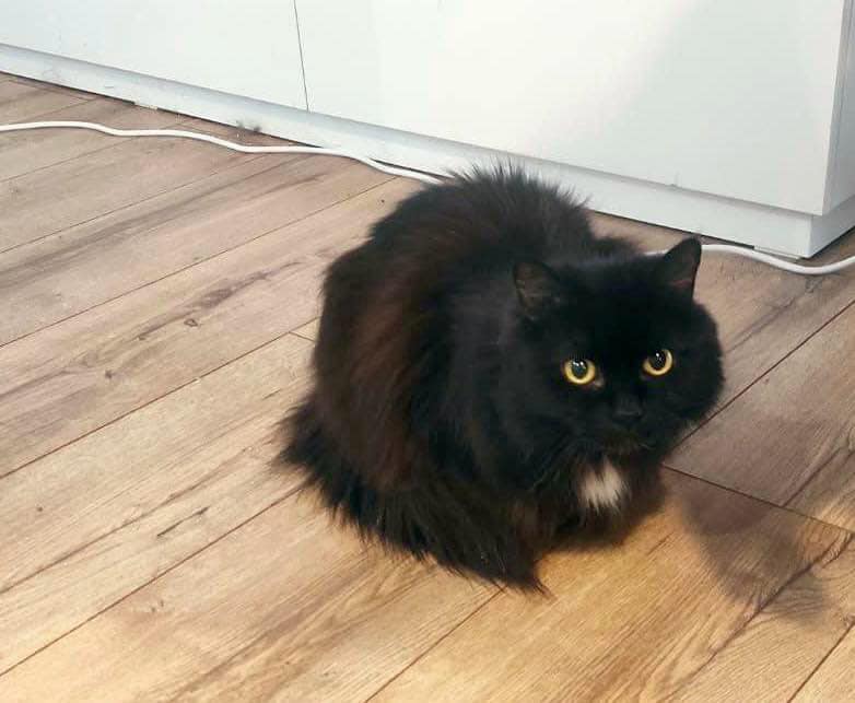 Jej świat właśnie się zawalił… a najgorsze dopiero nadchodzi.

Jej pani odeszła. Została sama – 14-letnia kotka, która nigdy nie znała  innego życia niż to u boku ukochanego człowieka. Teraz jest przerażona,  zagubiona i nie rozumie, dlaczego wszystko nagle zniknęło: ciepłe