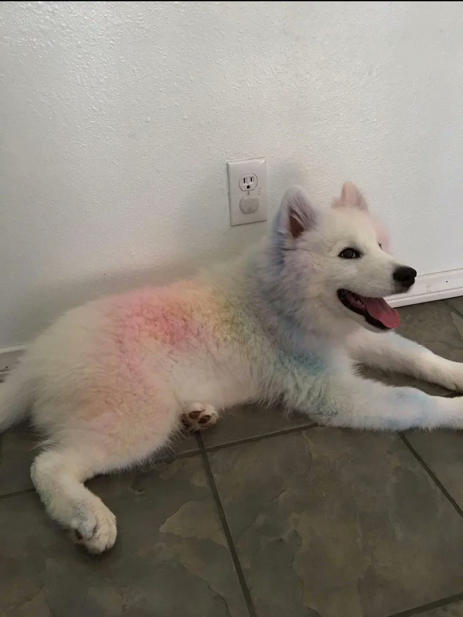 NatureUnIeashed's tweet image. He rolled around in sidewalk chalk 🌈