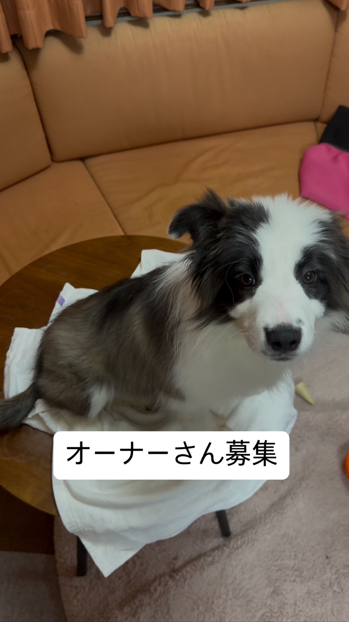 リゼッタ ポシェ・コリー ノアール （ボーダーコリー専門犬舎
