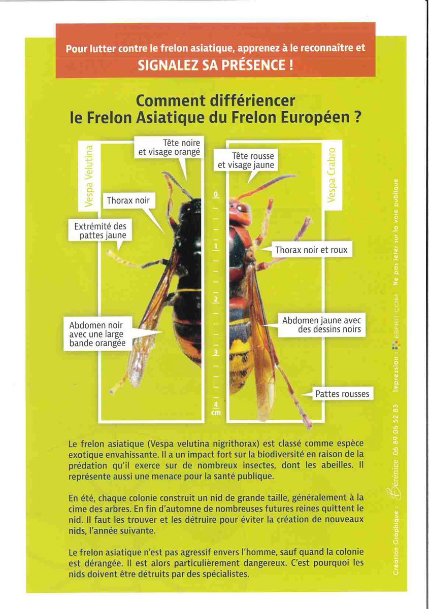 🚨 ALERTE FRELON ASIATIQUE 
Apprenez à reconnaître le frelon asiatique et signalez sa présence pour protéger la biodiversité et la santé publique ! 🐝
Si vous repérez un frelon asiatique ou un nid, signalez-le sur 👉 frelonsasiatiques.fr
#FrelonAsiatique #Biodiversité