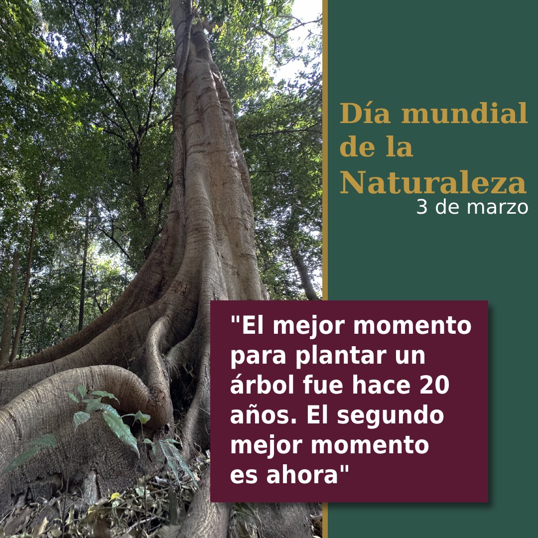 Los árboles son memoria viva del planeta. Sus raíces profundas y sus copas altas nos recuerdan que la naturaleza es resiliente y sabia. 

En este #DíaMundialdelaNaturaleza, celebremos y protejamos estos gigantes de la vida. ¡Nuestro futuro depende de ellos! 
 #Chiapas #CONAFOR
