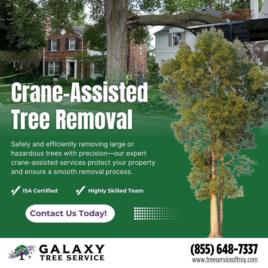 galaxytreemi's tweet image. Our expert team specializes in removing large or dangerous trees while protecting your home, yard, and structures. Call us at (855) 648-7337 or visit treeserviceoftroy.com to schedule your tree removal today!
#CraneTreeRemoval #SafeTreeWork #ProfessionalArborists