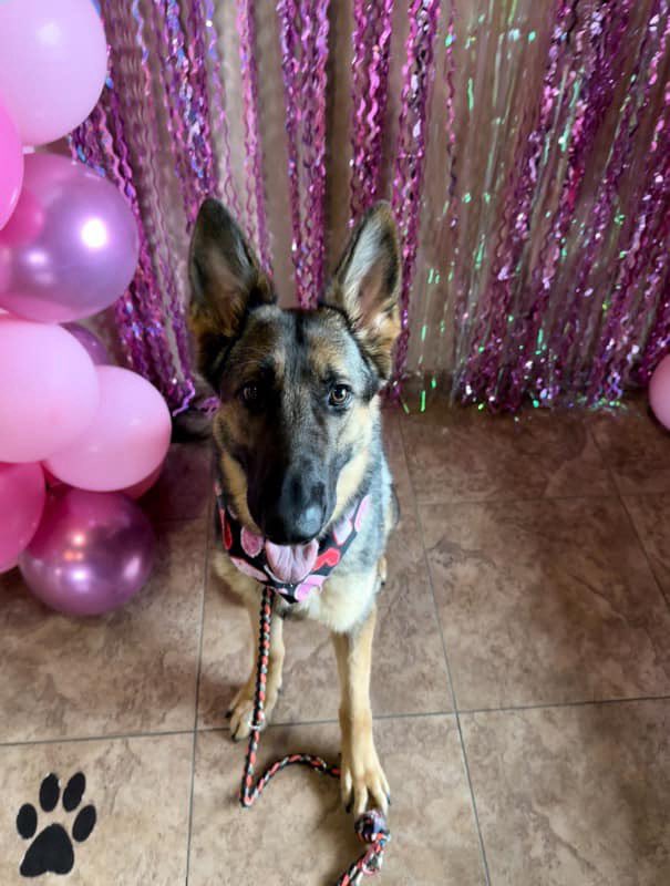 FBCASTX's tweet photo. Ivory (A047564) is a beautiful 3 year old German Shepard currently in a short term foster home. 

Here’s what her foster had to say about her: 

“Ivory has been an absolute delight. Her shelter name is Ivory but we have been calling her Avery and responds to it very well. She https://t.co/eYx2XPAuXt