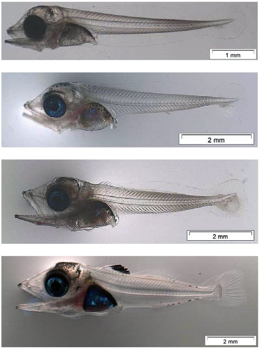 Find out how they make it!  =&gt; Bluefin tuna (Thunnus thynnus) larvae exploit rare food sources to break food limitations in their warm oligotrophic environment. 
doi.org/10.1093/plankt…