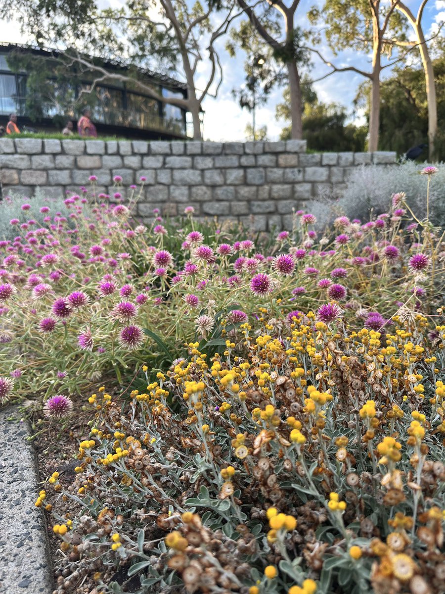 Solomonpatha's tweet image. Beautiful Perth