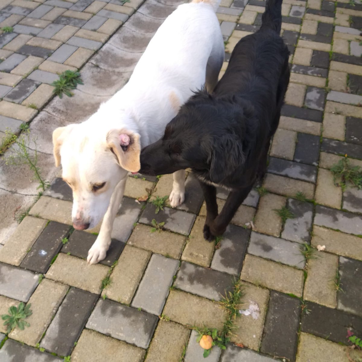 Bu canlar nerede!!!
11 gündür kayıp hiç bir barınakta yoklar

 <a href="/golcukbld/">Gölcük Belediyesi</a> <a href="/kocaelibld/">Kocaeli Büyükşehir</a>