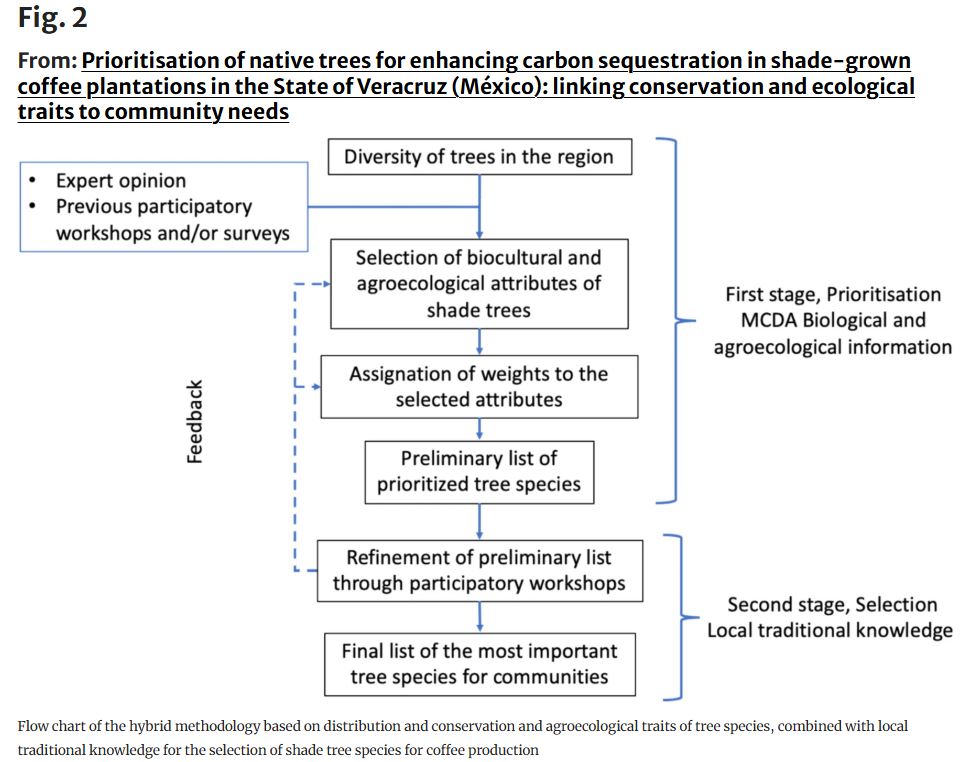 Michael Way (@michaelway88) on Twitter photo Which native trees are the most important for agroforestry? Our open access paper <a href="/FESI_UNAM/">FES Iztacala UNAM</a> @kewscience <a href="/Pronatura_Ver/">Pronatura Veracruz</a> <a href="/Inecol_mx/">El Instituto de Ecología, INECOL</a> uses a hybrid approach to reveal the key carbon & useful species to use in shade coffee forests of Veracruz Mexico. link.springer.com/article/10.100… Which native trees are the most important for agroforestry? Our open access paper <a href="/FESI_UNAM/">FES Iztacala UNAM</a> @kewscience <a href="/Pronatura_Ver/">Pronatura Veracruz</a> <a href="/Inecol_mx/">El Instituto de Ecología, INECOL</a> uses a hybrid approach to reveal the key carbon & useful species to use in shade coffee forests of Veracruz Mexico. link.springer.com/article/10.100…