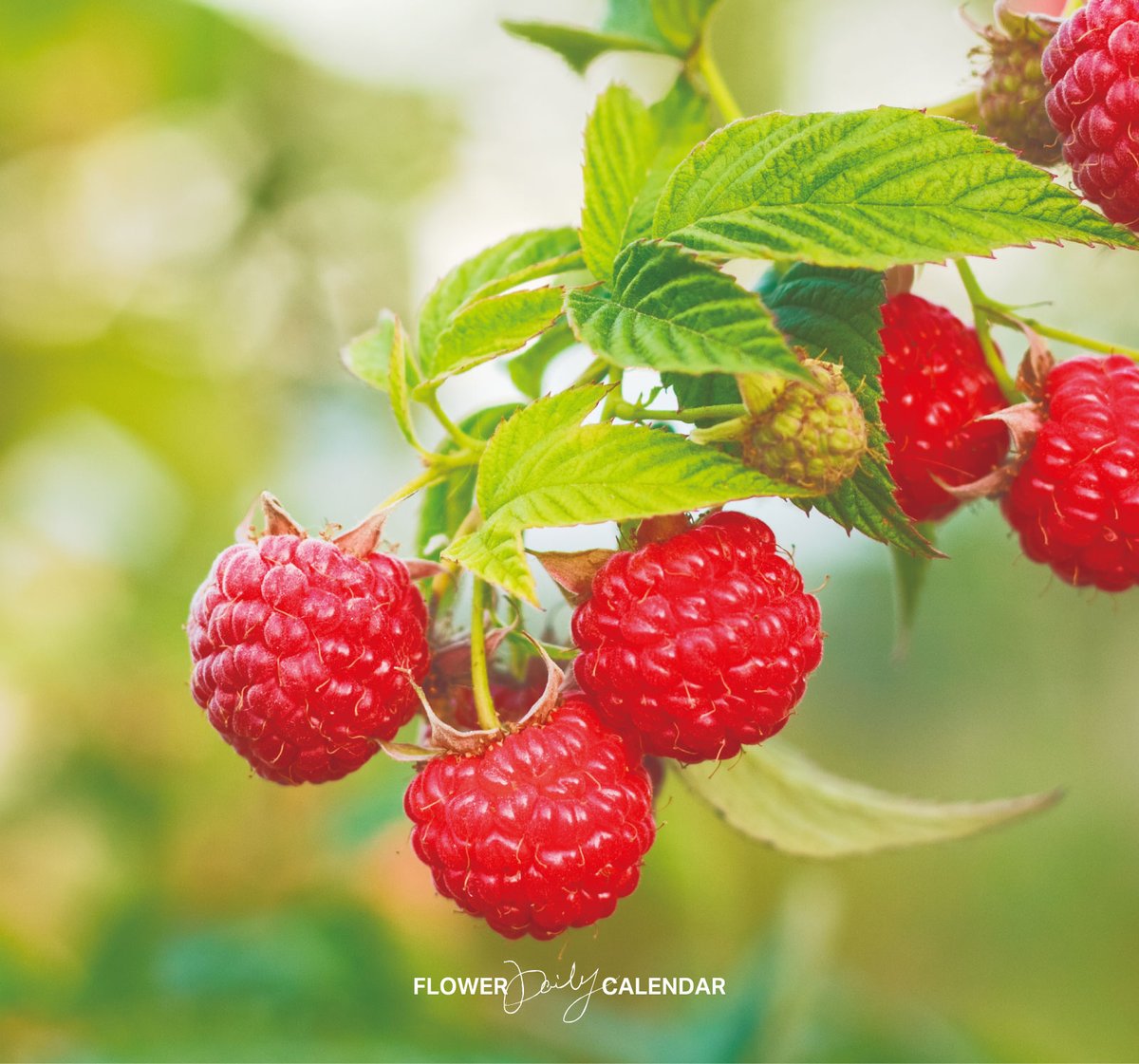 木いちご｜花の日めくり

花言葉「愛情」

キイチゴ属の仲間で、イギリスで栽培化されたのがラズベリー。3〜4月に白い花を咲かせ、小さな粒が集まったかわいい実をつけます。料理やお酒に使われ、ヨーロッパキイチゴとも。