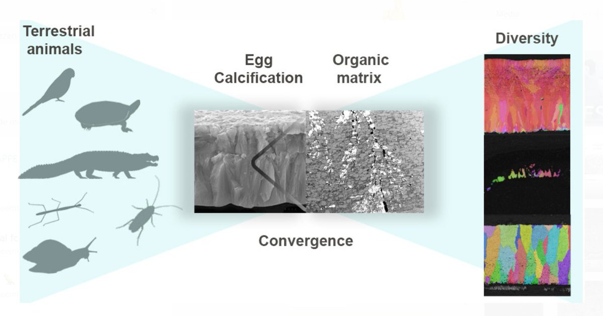 In our newest paper we highlight the similarities and differences in biomineralization patterns of different animals eggshells! 
pubs.rsc.org/en/Content/Art…