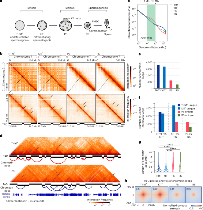 NatureSMB's tweet photo. New online! CTCF-mediated 3D chromatin sets up the gene expression program in the male germline https://t.co/OrzbSwEybk https://t.co/D3EI0pm2Lo