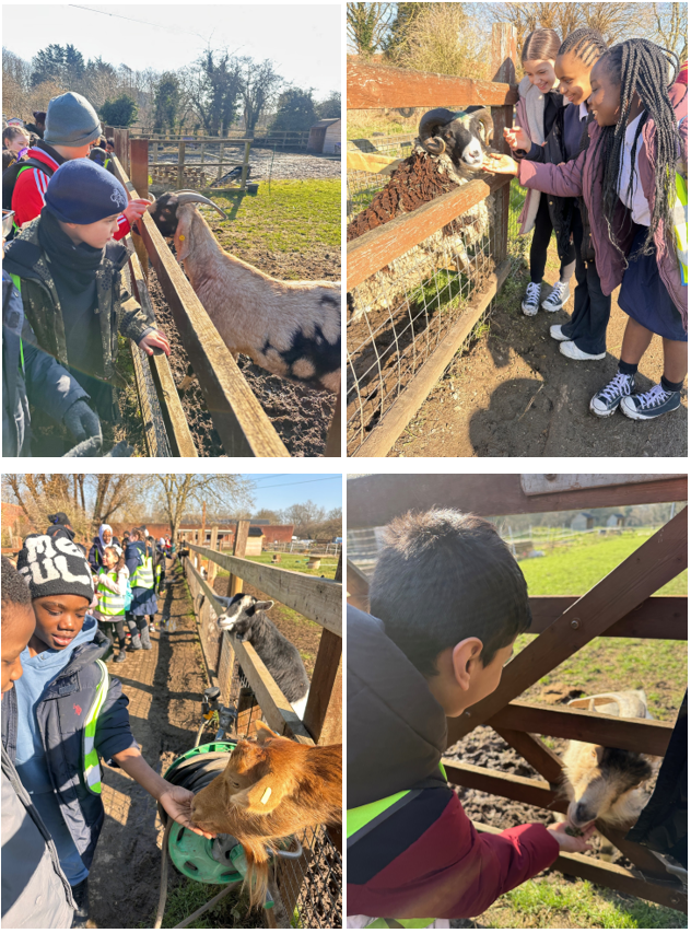 Year 5 have been learning about 'Living Things and Their Habitats' in Science. To consolidate this learning, they went on a trip to Deen City Farm to visit and learn more about birds and different mammals.