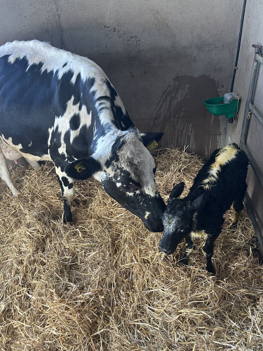 No need for genomic testing here😂🐄🐮🤠